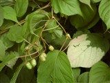 Актинидия коломикта – Actinidia kolomikta Max. (3)