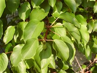 Актинидия острая – Actinidia arguta Planch.