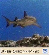 Акула (видео)