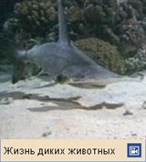 Акула-молот (видео)