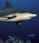 Акулы (рифовая акула)