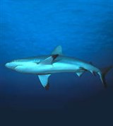Акулы (серая акула)