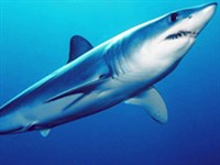 Акулы-мако (мако)