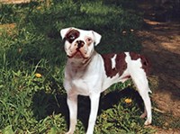 Алапахский чистокровный бульдог