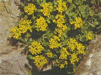 Алиссум альпийский – Alyssum alpestre L.