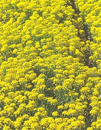 Алиссум горный, Гмелина – Alyssum montanum L.