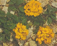 Алиссум яйцевидный – Alyssum ovirense Kerner.