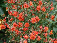 Алонсоа меридиональная, южная – Alonsoa meridionalis (L.f) Kuntze.