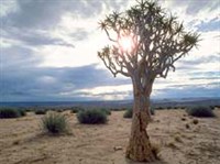 Алоэ (древовидное)