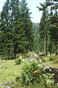 Алтайский Заповедник (тайга)