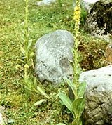 Алтайский заповедник (горная тундра)