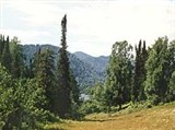 Алтайский заповедник (таежная поляна)