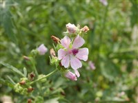 Алтей коноплевый – Althaea cannabina L. (1)