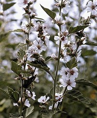 Алтей лекарственный