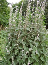 Алтей лекарственный – Althaea officinalis L. (2)
