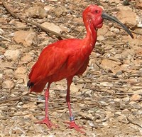 Алый ибис (фотография)