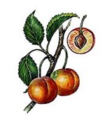 Алыча (плоды)