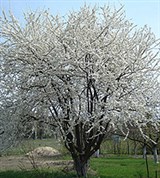 Алыча (цветение)