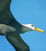 Альбатросы (галапагосский)