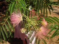 Альбиция шелковая, ленкоранская – Albizia juilibrissin Durazz. (1)