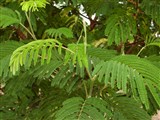Альбиция шелковая, ленкоранская – Albizia juilibrissin Durazz. (2)