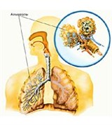 Альвеола легких