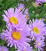 Альпийская Астра (Aster alpinus)