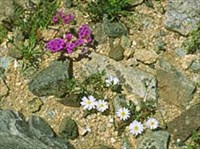 Альпинарий