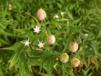 Альстрёмерия золотая, оранжевая – Alstroemeria aurea Graham