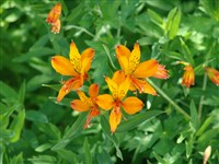 Альстрёмерия кроваво-красная – Alstroemeria haemantha Ruiz et Pav.