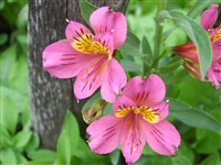 Альстрёмерия лигту, цветок святого Мартина – Alstroemeria ligtu L.