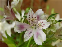 Альстрёмерия пелегрина – Alstroemeria pelegrina L.