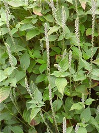 Альтернантера фикусоподобная – Alternanthera ficoideae (L.) R.Br.