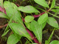 Альтернантера филоксероидная – Alternanthera philoxeroides (Mart.) Griseb.