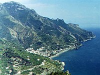 Амальфи (вид)