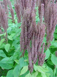 Амарант багряный, кроваво-красный, метельчатый – Amaranthus cruentus L.