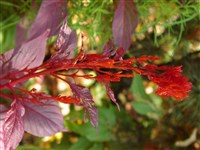 Амарант темный, печальный, гипохондрический – Amaranthus hypochondriacus L.