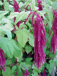 Амарант хвостатый, лисий хвост – Amaranthus caudatus L.