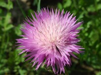 Амбербоа мускусная, мускатная, василек мускусный – Amberboa moschata (L.) Less