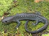 Амбистома Джефферсона (Ambystoma jeffersonianum)