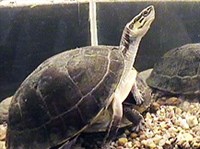 Амбоинская шарнирная черепаха