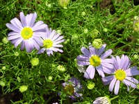 Амеллюс однолетний, очереднолистный – Amellus annuus Willd.