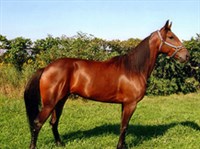 Американская Стандартбредная