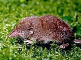 Американская бурозубка (Sorex vagrans)