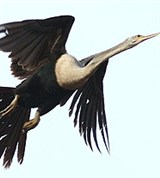 Американская змеешейка (Anhinga anhinga)