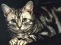 Американская короткошерстная кошка (2)