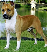 Американский Стаффордшир-терьер (фотография)