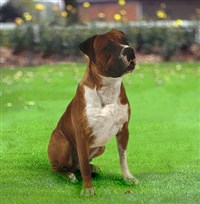 Американский бульдог