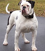 Американский бульдог (фотография)