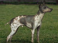 Американский голый терьер